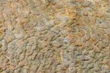 Pennsylvanian, Fossil Microbial Mat - Oklahoma #155981-1